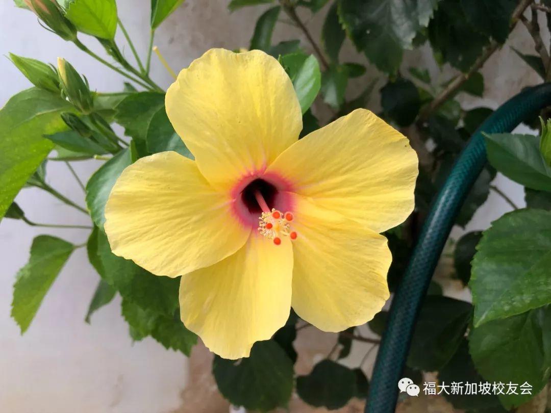 新加坡福大人新春喜聚小记 新加坡福大人新春喜聚小记